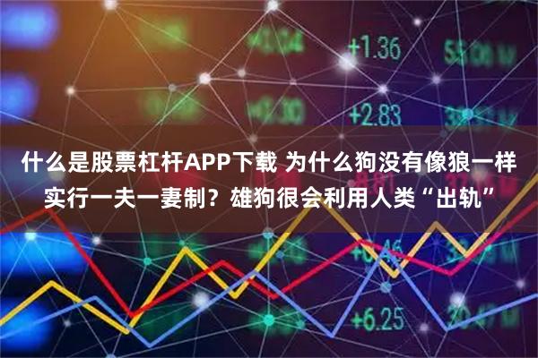 什么是股票杠杆APP下载 为什么狗没有像狼一样实行一夫一妻制？雄狗很会利用人类“出轨”